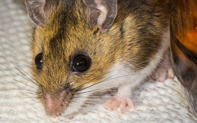 House Mouse Eating Food In Kitchen Shelley Id