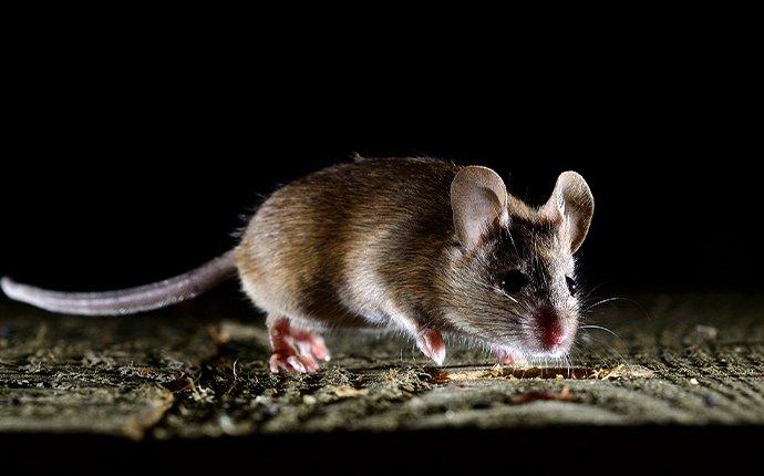 house mouse in wood