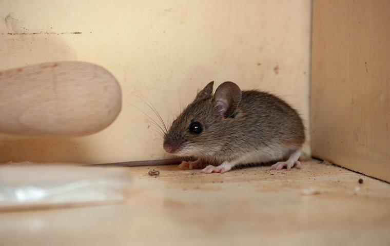 house mouse in a kitchen cupboard