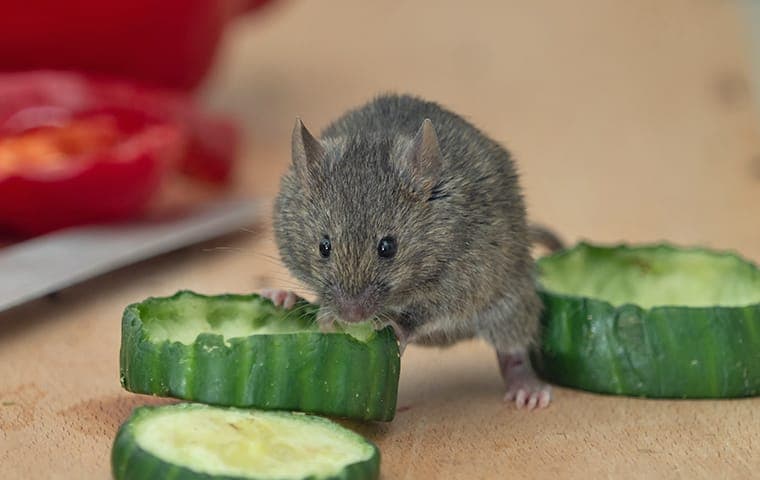 house rat eating zucchini