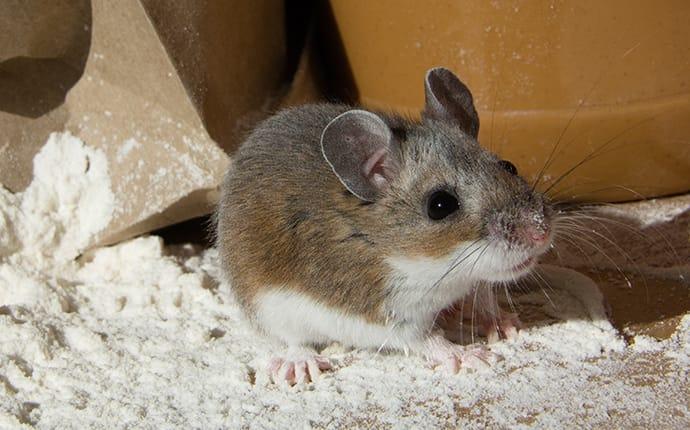 a mouse crawling in flour