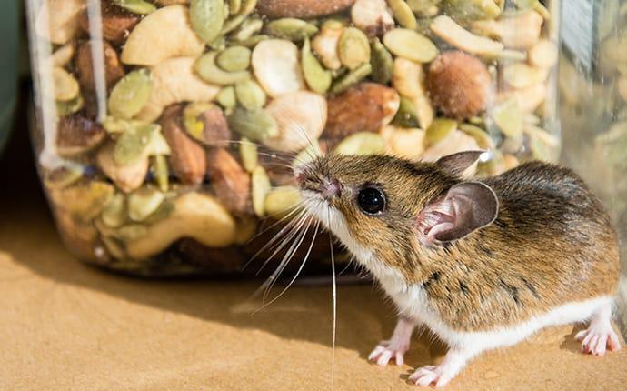 house mouse in a pantry