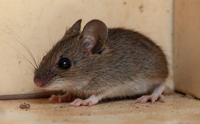 house mouse infesting a house