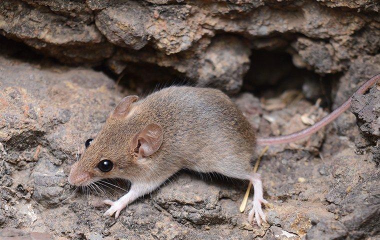 house mouse infestation on rock