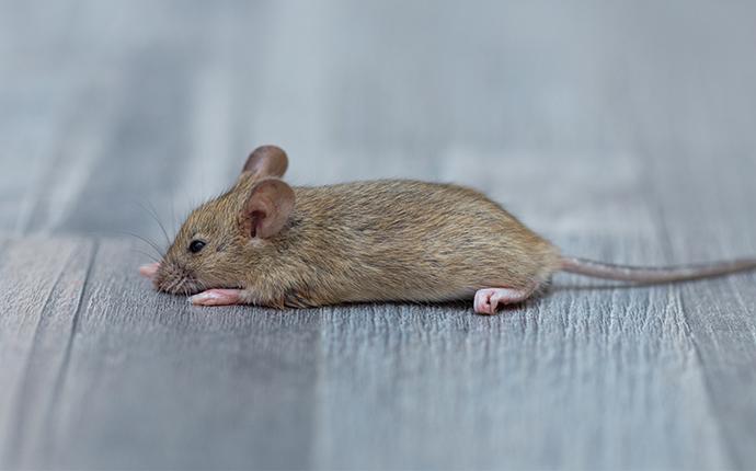 mouse on the floor in a house