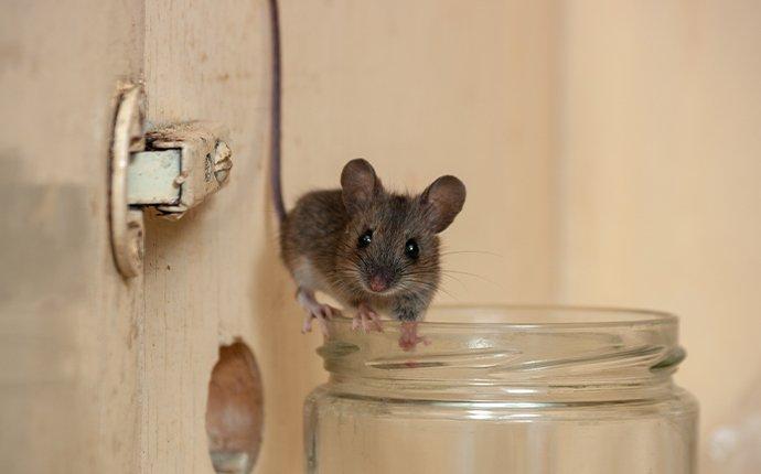 mouse on a glass jar