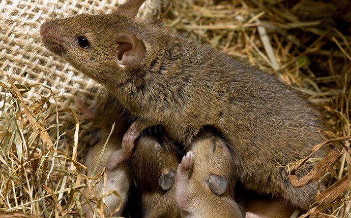 House Mouse With Young In A Nest