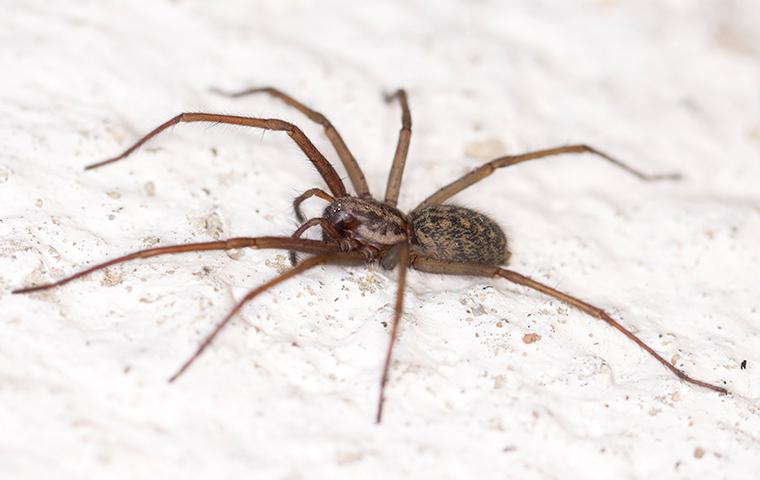 house spider