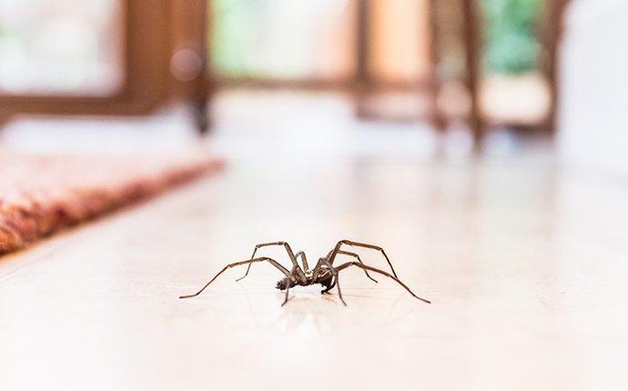 house spider crawling in a house