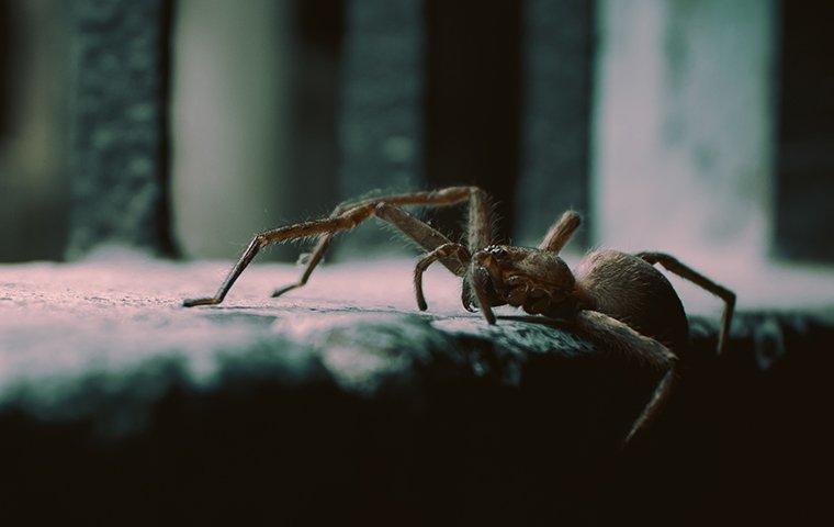 spider on a windowsill 