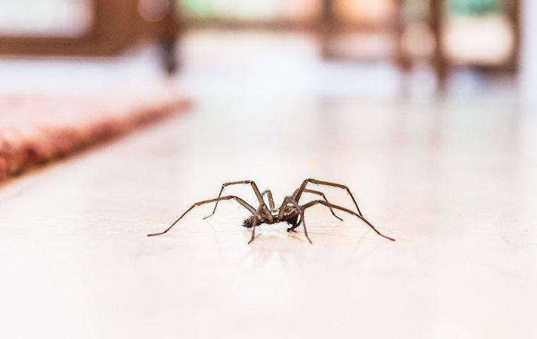 house spider crawling on floor