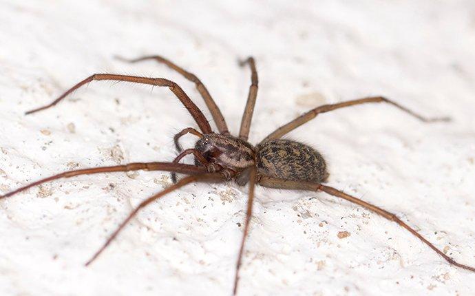 House Spider On Floor 2