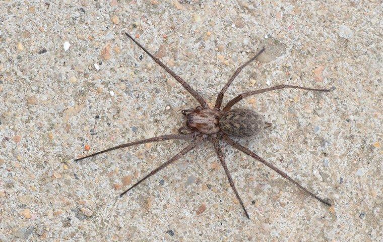 house spider on the ground