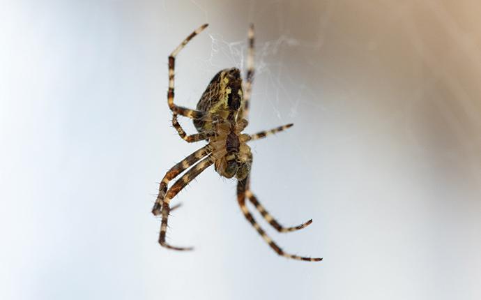 house spider on a web