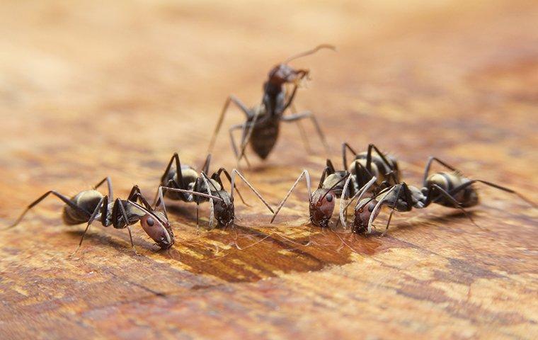 ants on the kitchen table