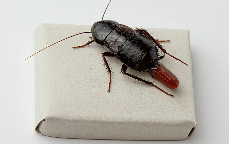 cockroach on book