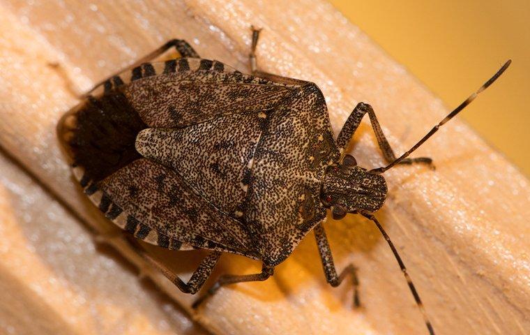 stink bug on wood frame