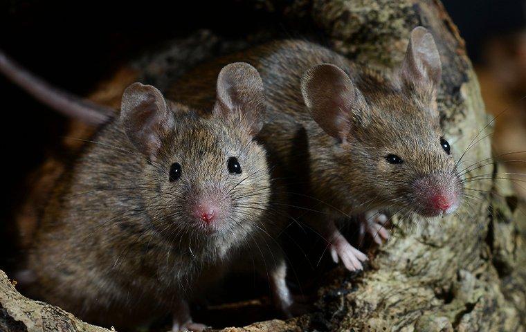 Blog - The Ultimate Guide To Effective Rodent Control For Businesses In ...