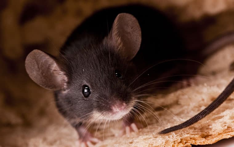 Bay Area Rodent Resilience: Top-tier Mouse Control Unveiled
