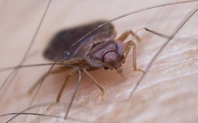 bed bug up close