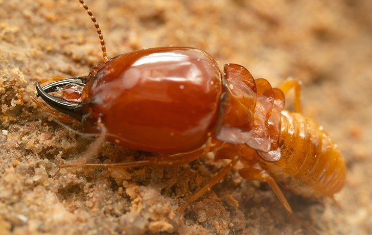 large termite soldier