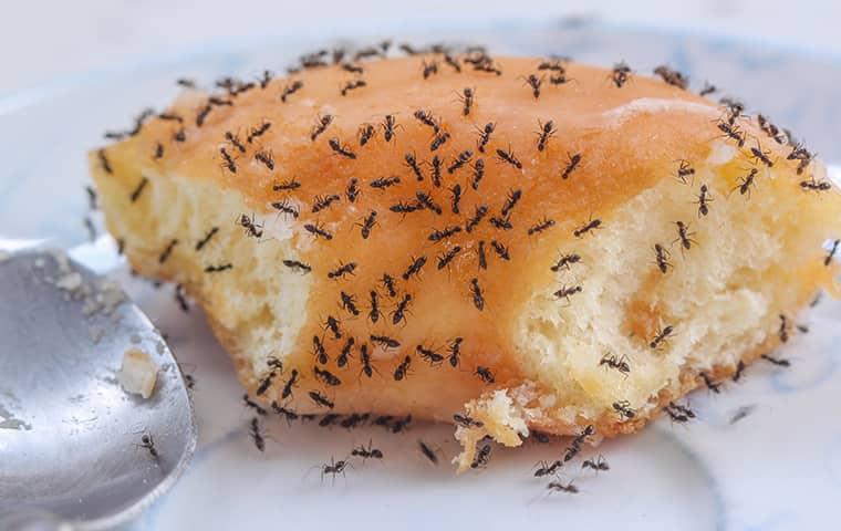 ants on a bagel
