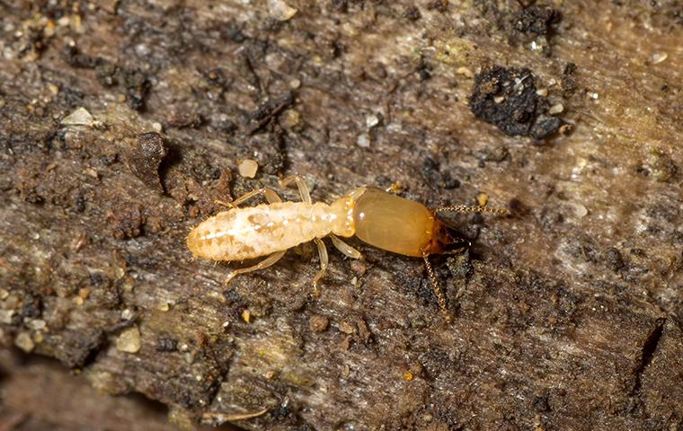 termite on a tree