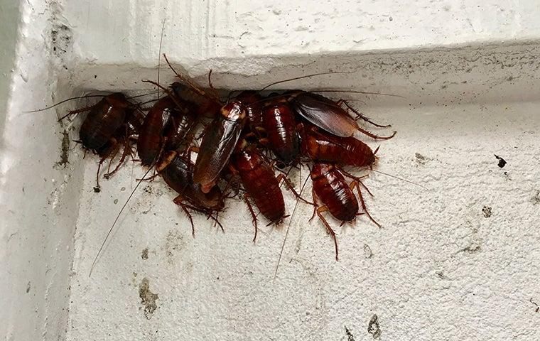 cockroaches on the wall