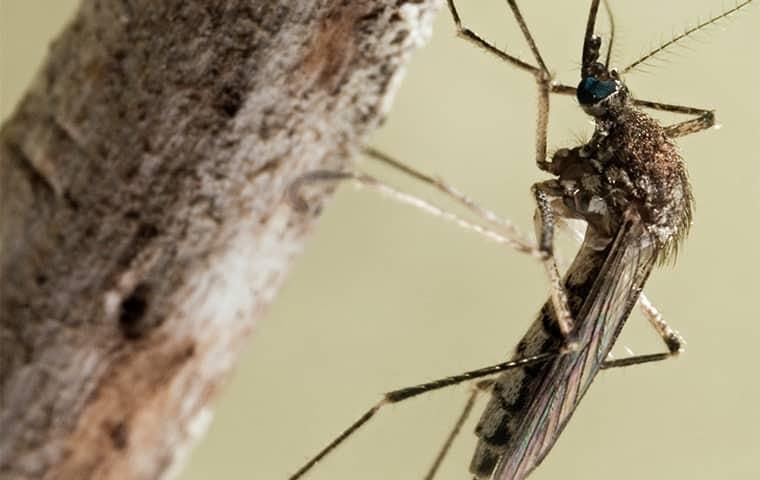 mosquito on a branch