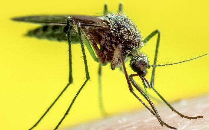 mosquito on skin with a yellow background