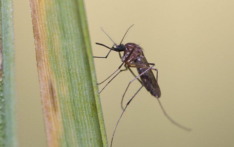 mosquito climbing on a blade of grass