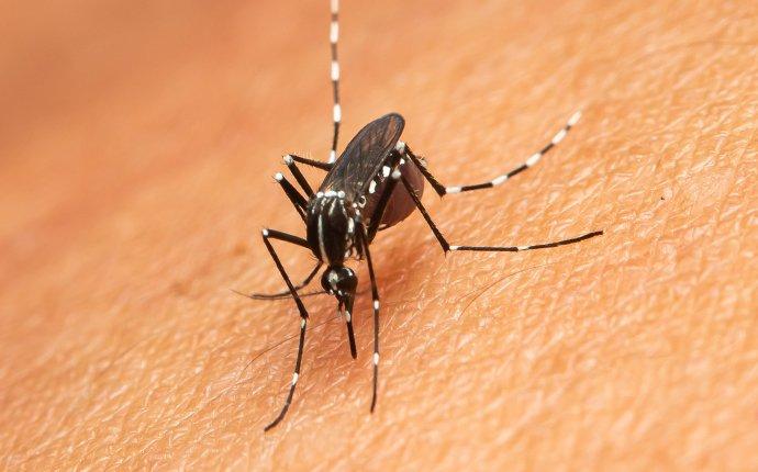 mosquito drinking blood