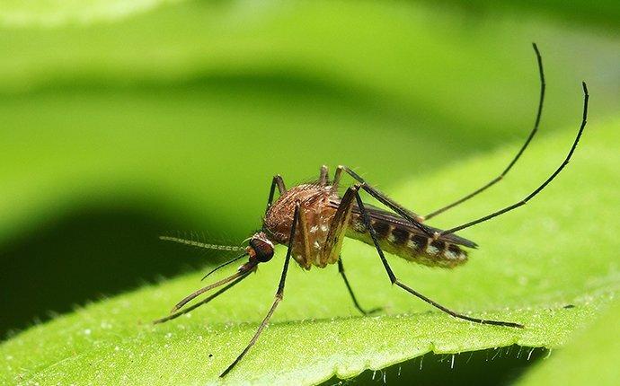 mosquito in garden