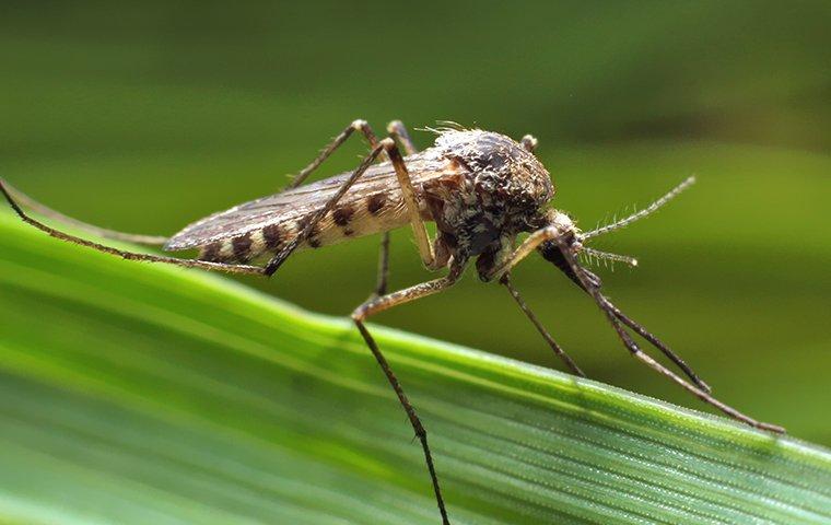 mosquito on a leaf