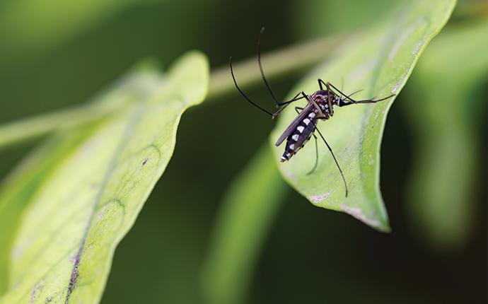 mosquito on a plant