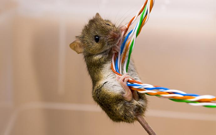 mouse chewing on electrical wire