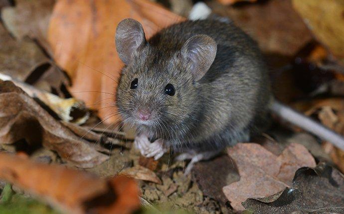 mouse crawling in leaves 