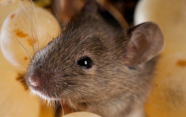 rat eating grapes