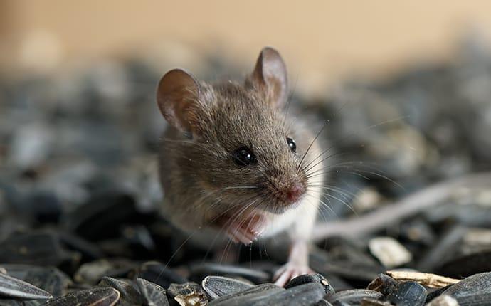 mouse eating sunflower seeds