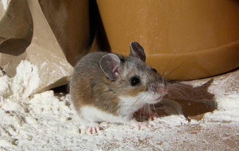 house mouse in flour