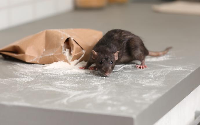 norway rat on flour