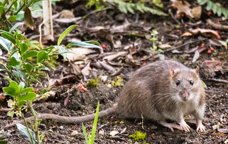 Norway rat in a garden
