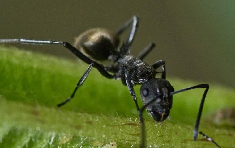 Odorous house ant on leaf