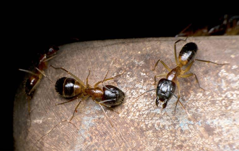 Odorous Ants 