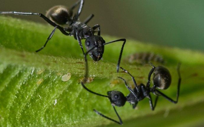 ants on a leaf