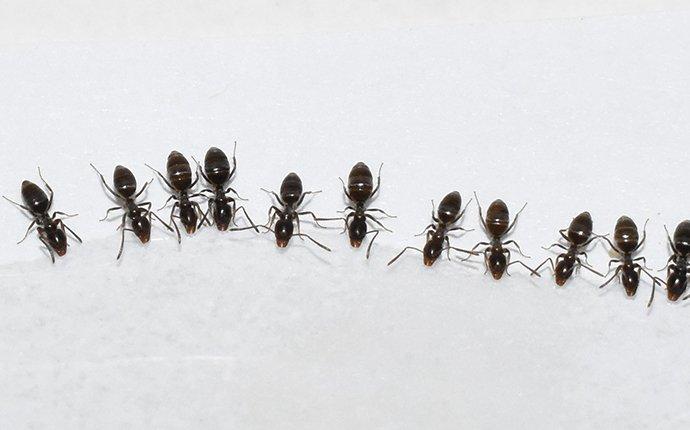 odorous ants in a kitchen