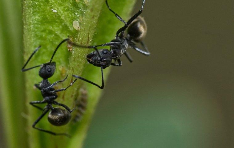 Odorous ant on a leaf