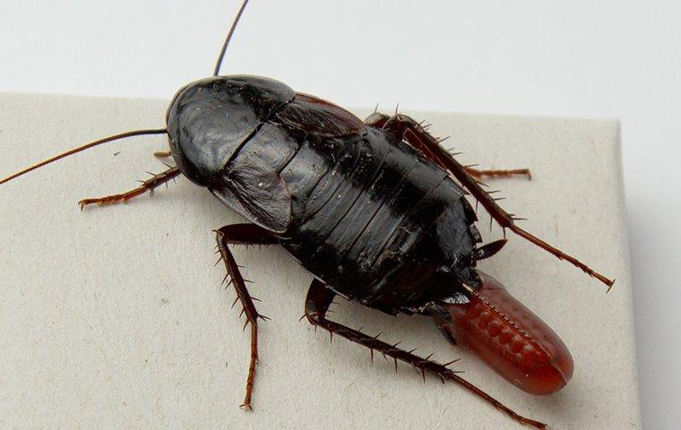 cockroach