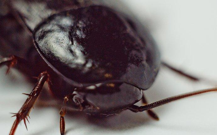 oriental cockroach up close