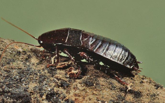 oriental cockroach on a rock